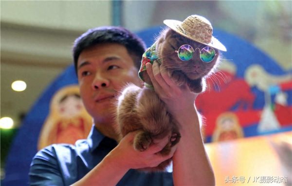 猫咪上演时装秀超萌可爱
