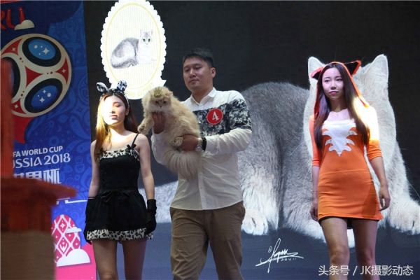 猫咪上演时装秀超萌可爱