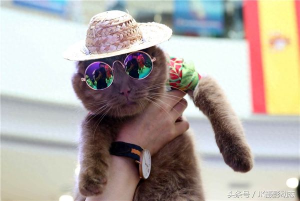 猫咪上演时装秀超萌可爱