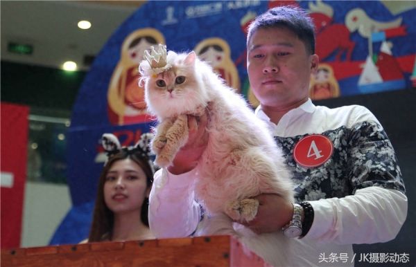 猫咪上演时装秀超萌可爱