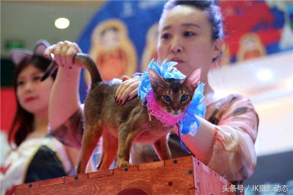 猫咪上演时装秀超萌可爱