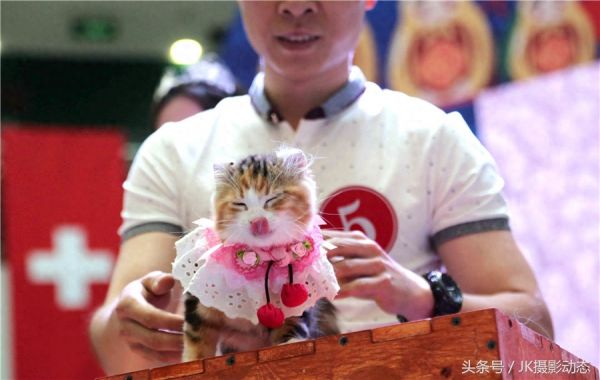 猫咪上演时装秀超萌可爱