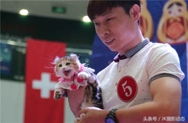 猫咪上演时装秀超萌可爱
