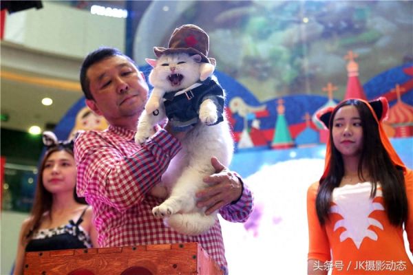 猫咪上演时装秀超萌可爱