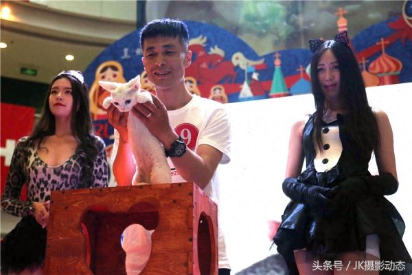 猫咪上演时装秀超萌可爱