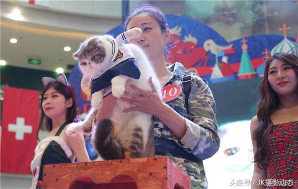 猫咪上演时装秀超萌可爱