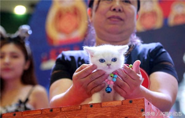 猫咪上演时装秀超萌可爱