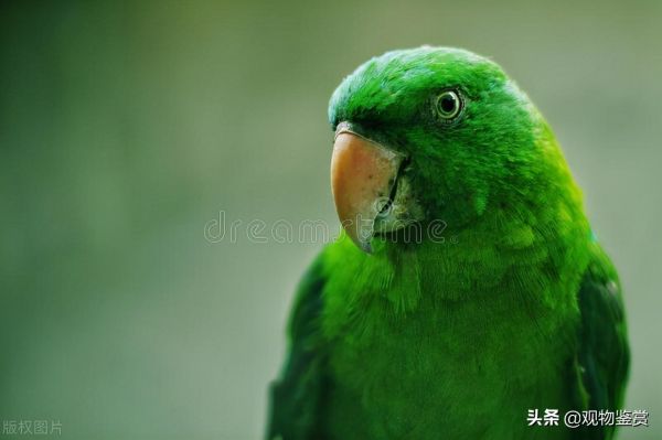鹦鹉会说话,这也是它受欢迎的一大特色,哪种鹦鹉说话能力强