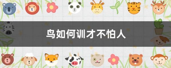 鸟如何训才不怕人