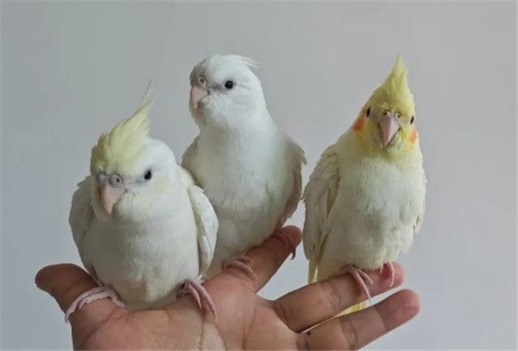 手养鹦鹉一些细节大公布！