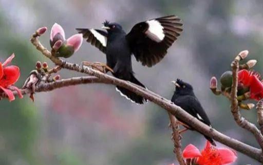 八哥学话“八要素”,你知道?