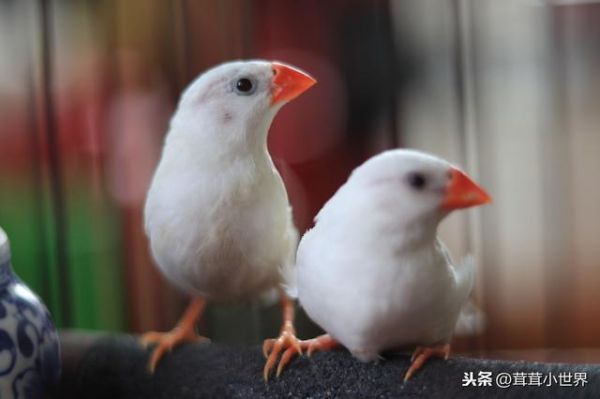 我国可以合法笼养的鸟有几种？只有九种！常见的可不一定合法