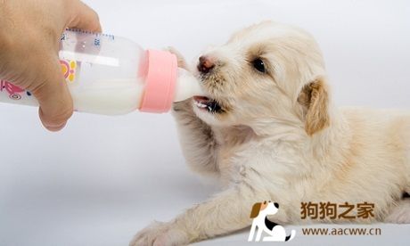 幼犬喂食