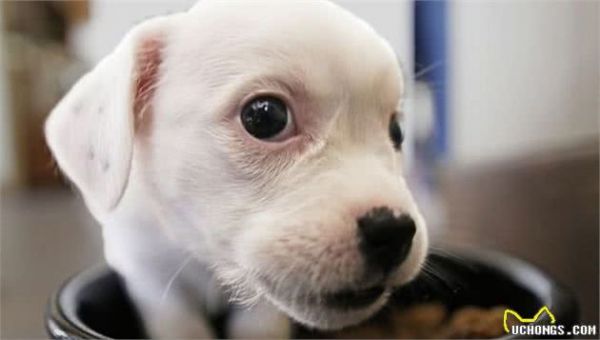 辟谣：幼犬易营养不良就要多吃点？按科学比例饲养，才能健康成长