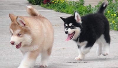 如何处理有咬人倾向的阿拉斯加犬（以宠物为主）