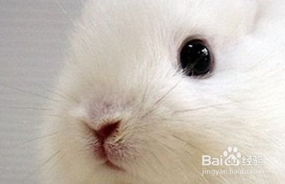 家里养兔子的方法