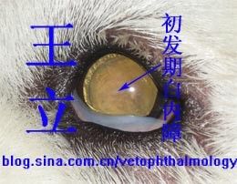 犬白内障手术后，还会复发吗？——不会