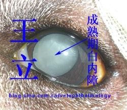 犬白内障手术后，还会复发吗？——不会