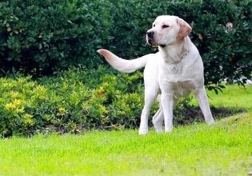 拉布拉多犬