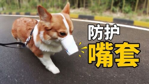 狗狗自制口罩-全网