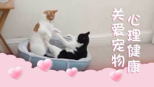 【你好铲屎官】第86期 宠物也有心理问题吗