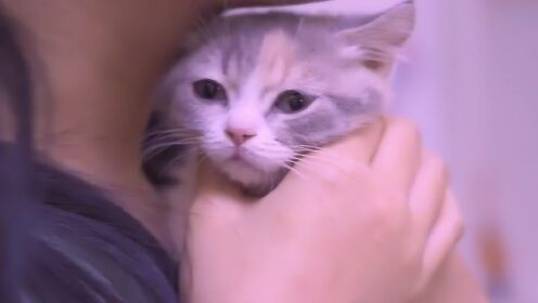 养猫家庭，应该怎么预防这次疫情？