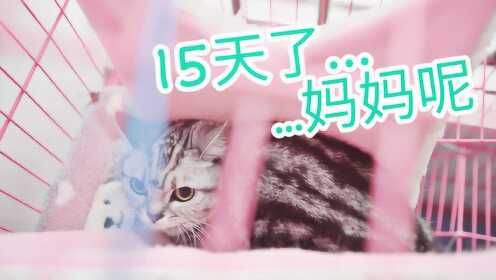 主人被困武汉, 猫咪断水断粮15天, 紧急求助