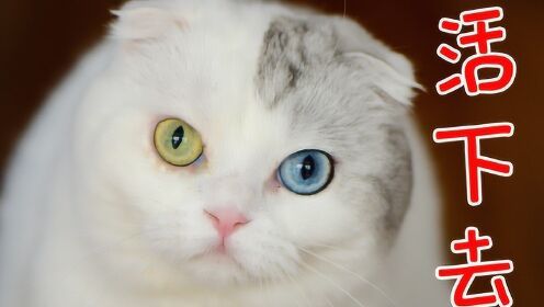 肺炎时期连续四天带猫出门，为了猫能活下去，铲屎官拼了