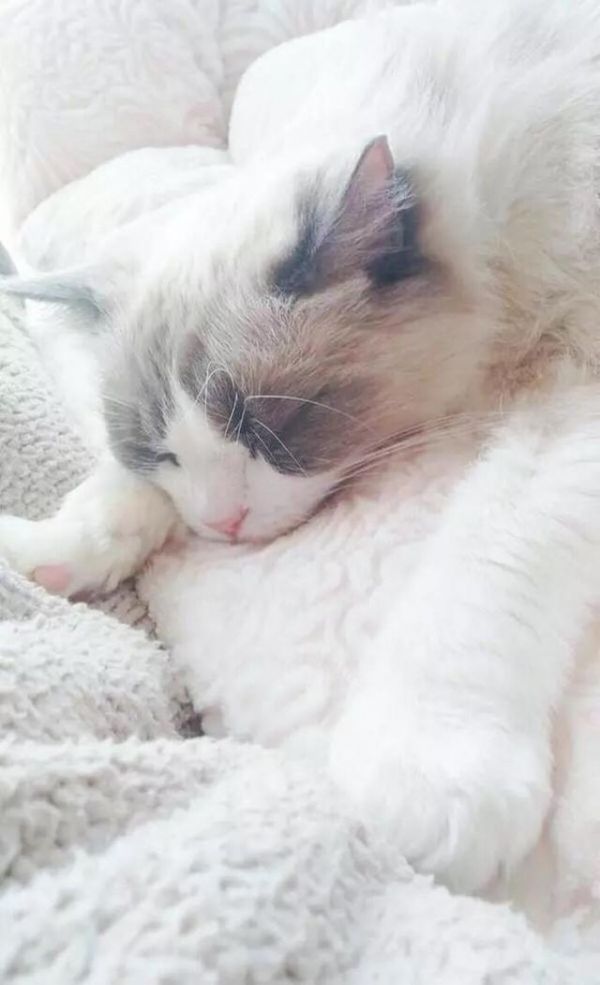 高清猫咪手机壁纸分享： 宠物爱好者的最爱，萌萌的小猫咪