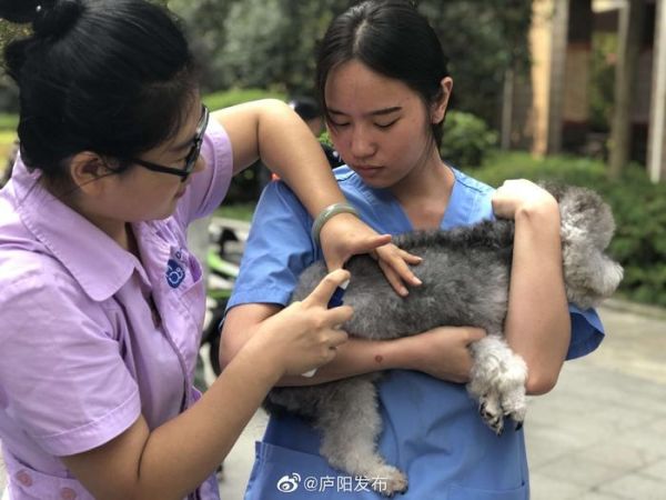 宠物义诊进社区