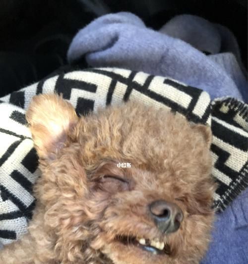 狗狗眼角长小痘痘（狗狗眼角长小痘痘）