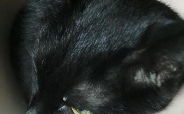 猫咪眼皮充血，如何帮助宠物缓解不适（掌握养猫小技巧，提高猫咪生活质量）