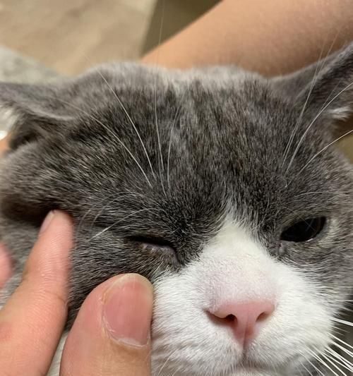 猫咪眼皮充血，如何帮助宠物缓解不适（掌握养猫小技巧，提高猫咪生活质量）