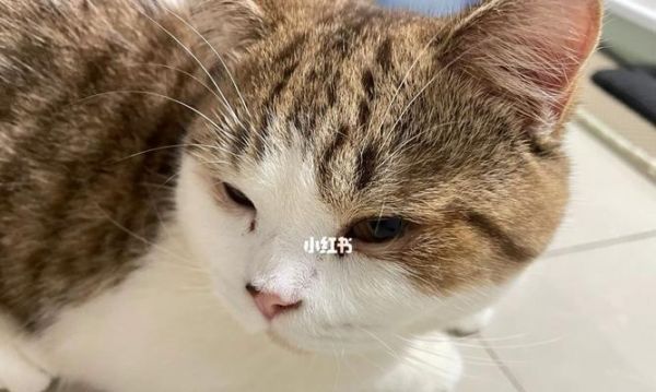 拯救猫咪的视力——眼睑内翻手术（宠物护理必读）