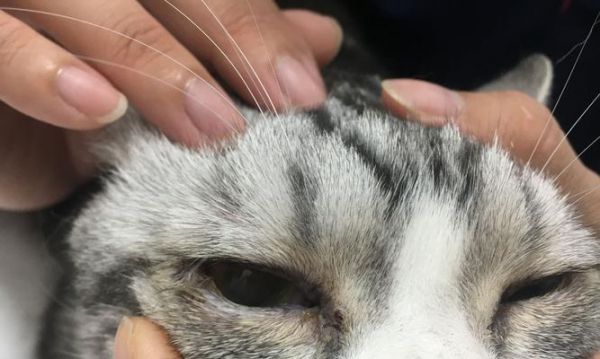 拯救猫咪的视力——眼睑内翻手术（宠物护理必读）