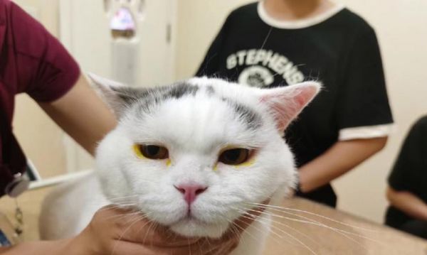 拯救猫咪的视力——眼睑内翻手术（宠物护理必读）