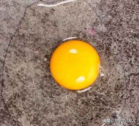 狗狗可不可以食用生鸡蛋?