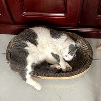猫咪的惬意午休