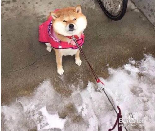 怎么给狗狗做唤回训练