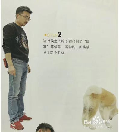 怎么给狗狗做唤回训练