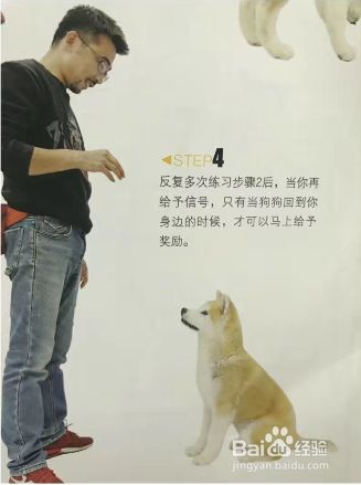 怎么给狗狗做唤回训练