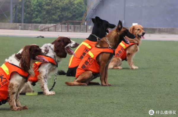 盘点搜救犬品种，你认识几种？