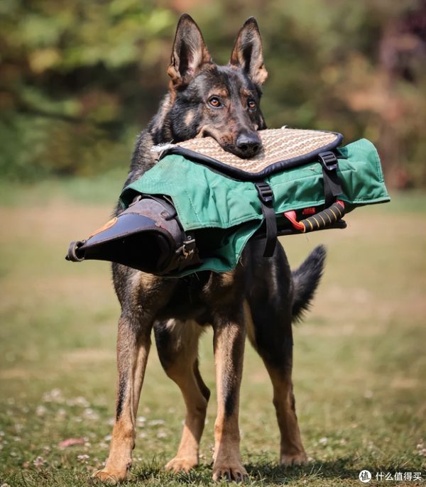 盘点搜救犬品种，你认识几种？