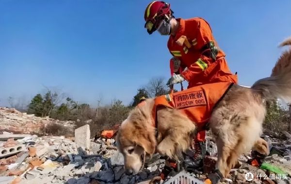 盘点搜救犬品种，你认识几种？