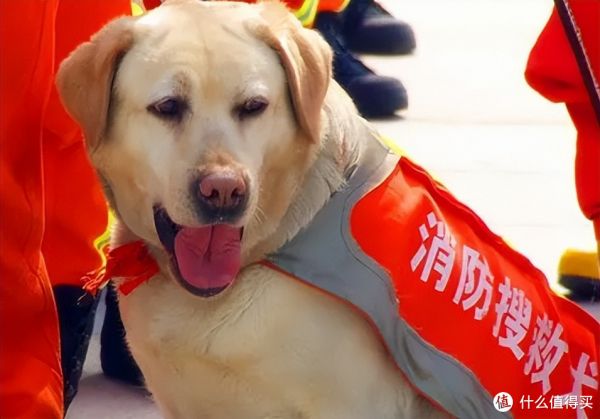 盘点搜救犬品种，你认识几种？