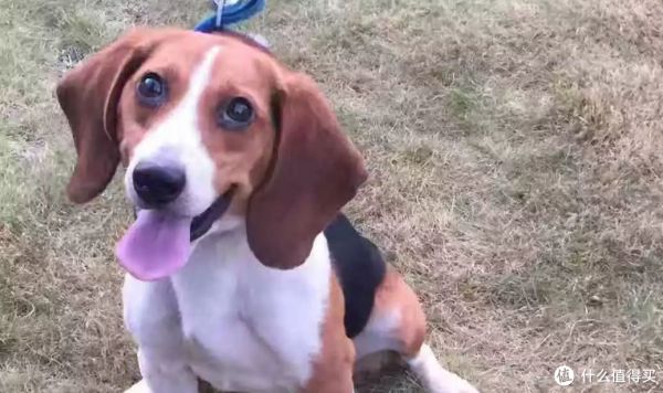 盘点搜救犬品种，你认识几种？