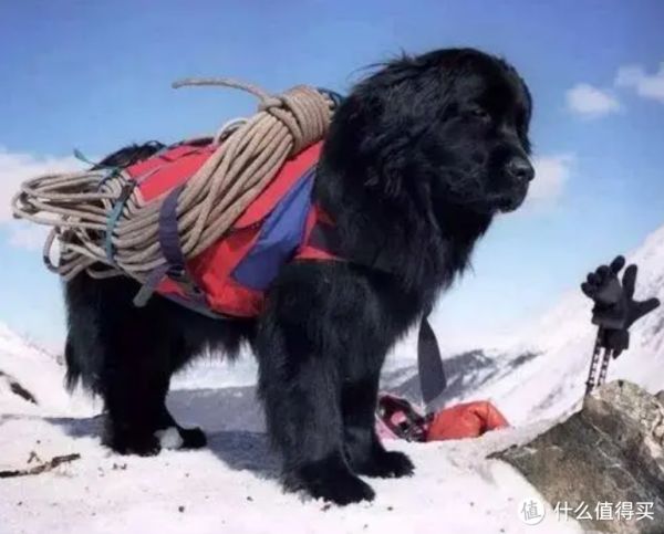 盘点搜救犬品种，你认识几种？