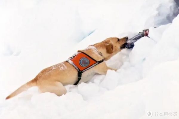 盘点搜救犬品种，你认识几种？