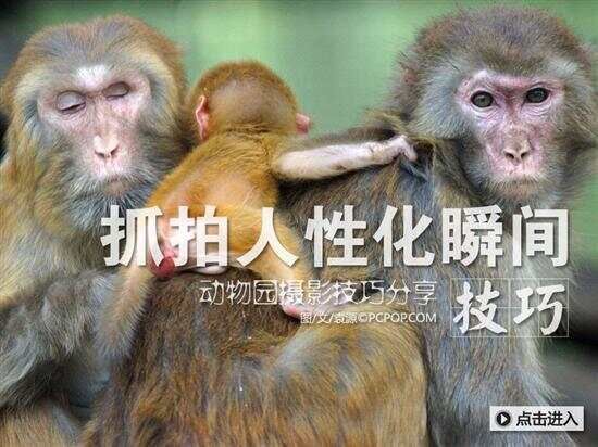 抓拍人性化瞬间动物园摄影技巧分享