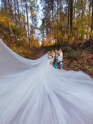 飘零宠物摄影-全国拍摄：养两只柴犬，给ta们拍这样的婚纱照你喜欢吗？#宠物 #萌宠 #柴犬 #宠物摄影